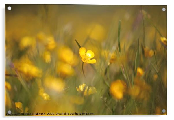 Buttercups in weild flower meadow Acrylic by Simon Johnson