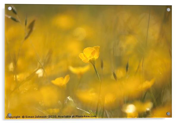 Ground level image of sunlit  buttercup Acrylic by Simon Johnson