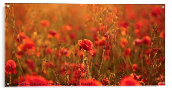 poppies Sunset light Acrylic by Simon Johnson