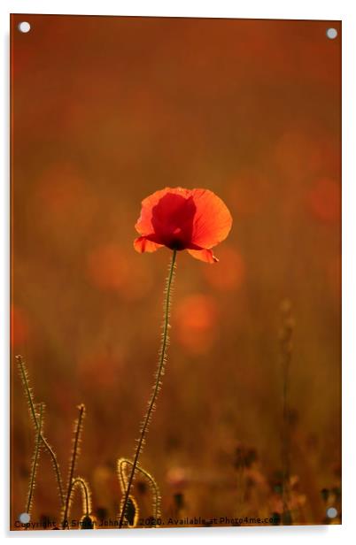 Poppy with social distance Acrylic by Simon Johnson