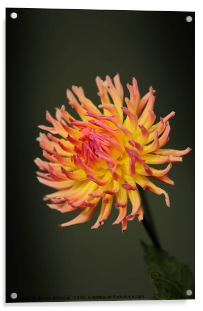 Dahlia Flower Acrylic by Simon Johnson