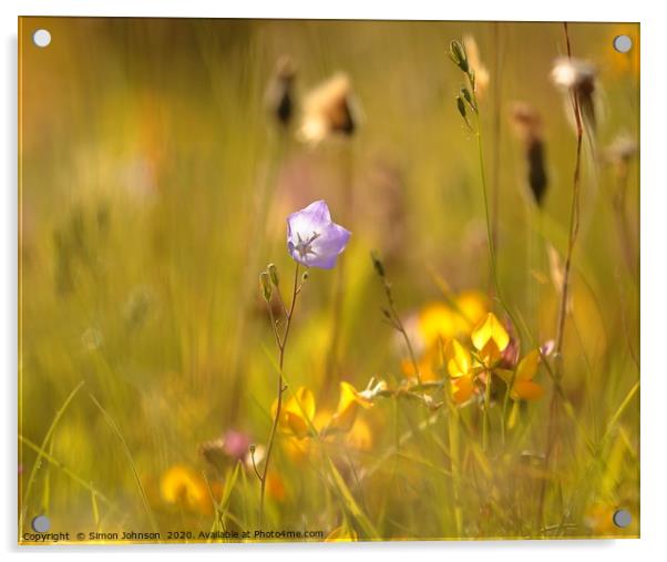 meadow flower Acrylic by Simon Johnson
