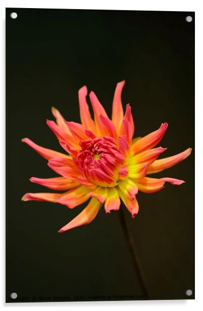 Dahlia flower Acrylic by Simon Johnson