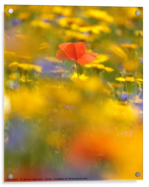 Poppy in meadow flowers Acrylic by Simon Johnson