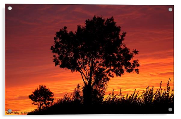 Sunset trees Acrylic by Simon Johnson
