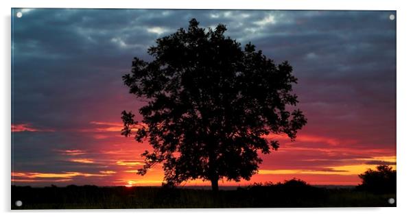 Tree silhouette and sunrise Acrylic by Simon Johnson