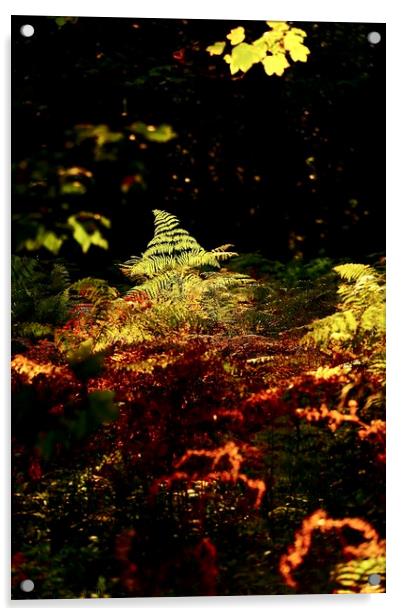 sunlit fern  Acrylic by Simon Johnson