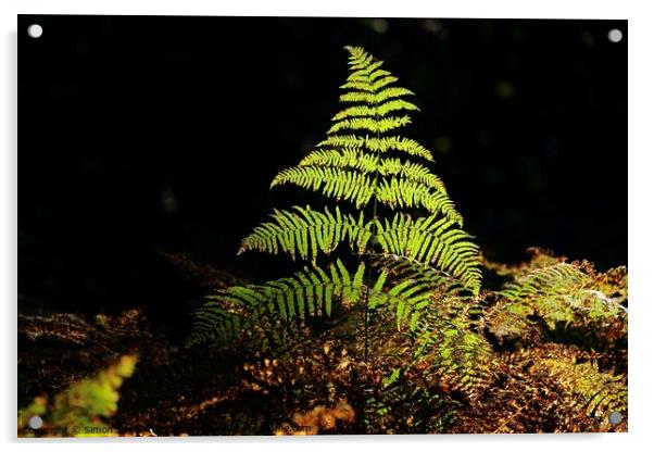 Sunlit Fern Acrylic by Simon Johnson