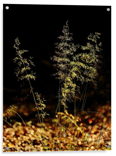 Sunlit grass Acrylic by Simon Johnson