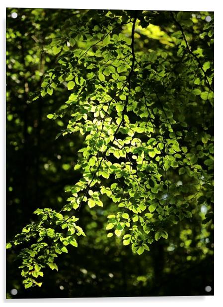 sunlit leaves Acrylic by Simon Johnson