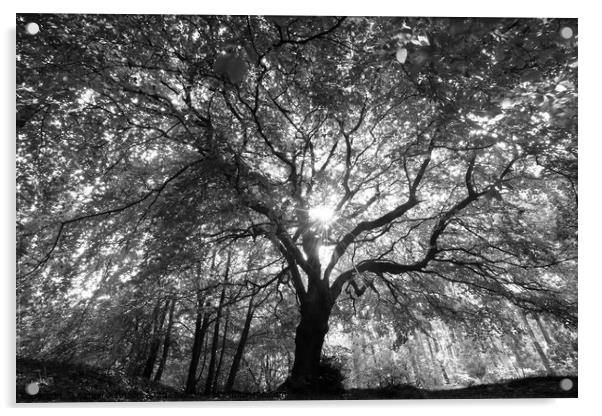 Beech tree splendour Acrylic by Simon Johnson