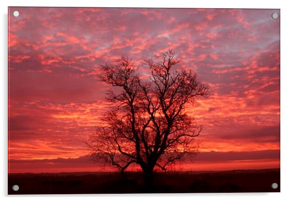 Cotswold sunrise Acrylic by Simon Johnson