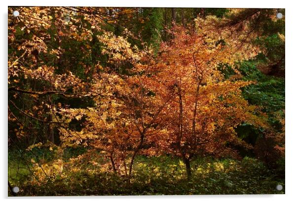 Golden Woodland Acrylic by Simon Johnson