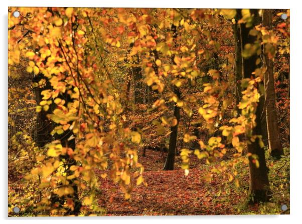 Autumn colour Acrylic by Simon Johnson