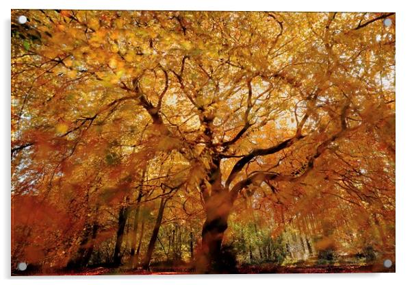 Beech tree glory Acrylic by Simon Johnson