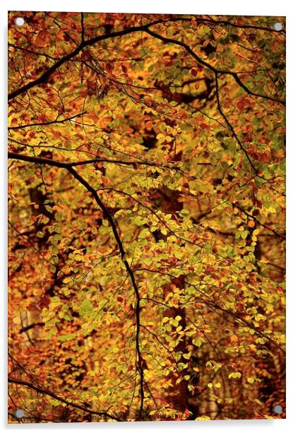 Autumn Beech Leaves Acrylic by Simon Johnson