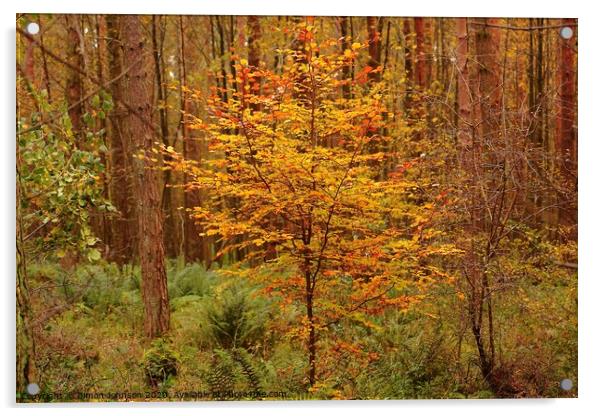 Autumn Beech Tree Acrylic by Simon Johnson