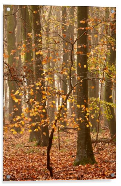 Beech Tree autumn Acrylic by Simon Johnson