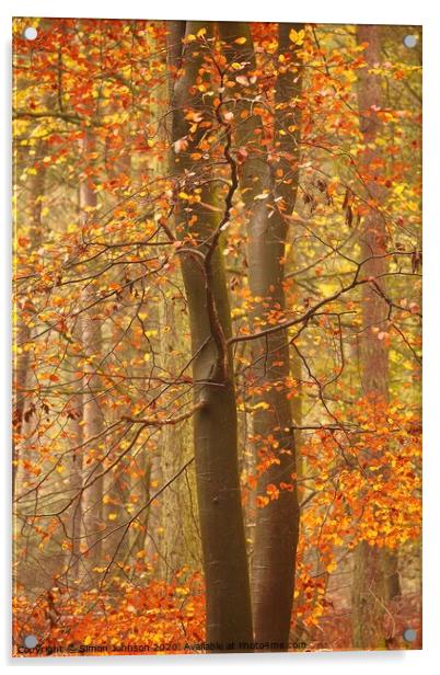 Autumnal Beech Woodland Acrylic by Simon Johnson