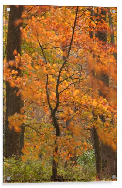 Woodland gale Beech wood Acrylic by Simon Johnson