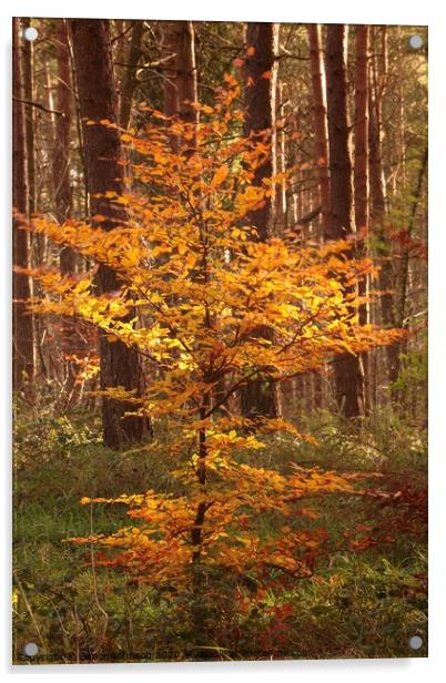 Sunlit autumn beech tree Acrylic by Simon Johnson
