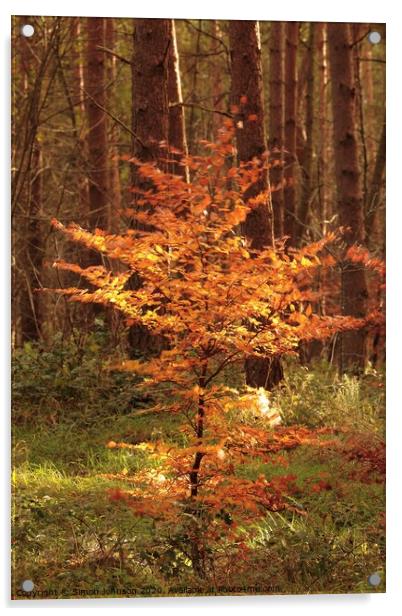 Sunlit Beech tree Acrylic by Simon Johnson