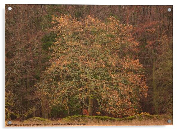Oak tree Snowshill woods Cotswolds Gloucestershire  Acrylic by Simon Johnson