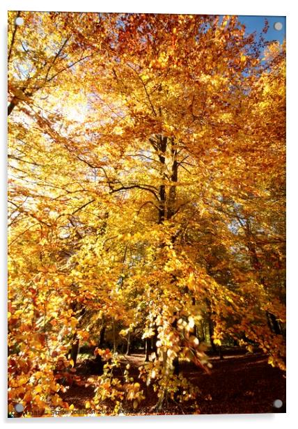 Beech woodland autumn Acrylic by Simon Johnson