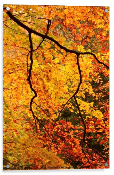 Autumn beech leaves Acrylic by Simon Johnson