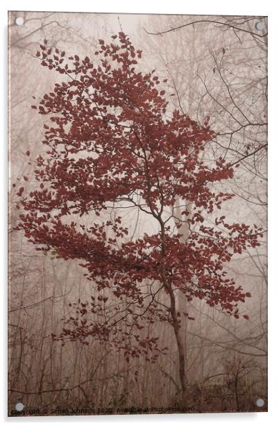 jBeech tree in autumn Acrylic by Simon Johnson