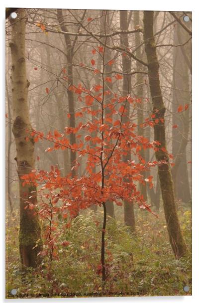 Autumn Beech tree Acrylic by Simon Johnson