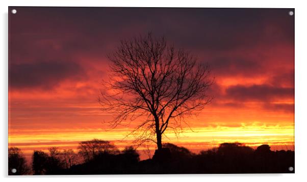 A tree with a sunset in the backgrounCotswold dawn Acrylic by Simon Johnson