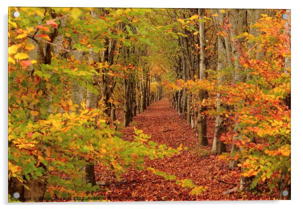  Autumn Beech tree  avenue Acrylic by Simon Johnson