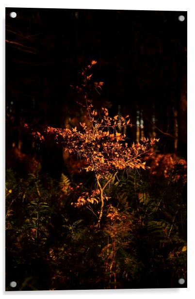 sunlit beech tree  Acrylic by Simon Johnson