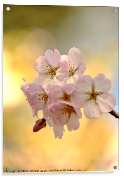  Spring Blossom  Acrylic by Simon Johnson