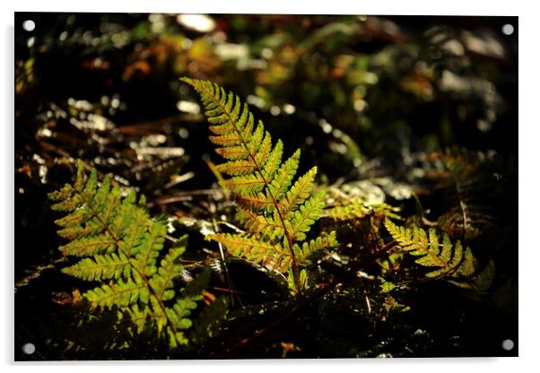 sunlit ferns Acrylic by Simon Johnson