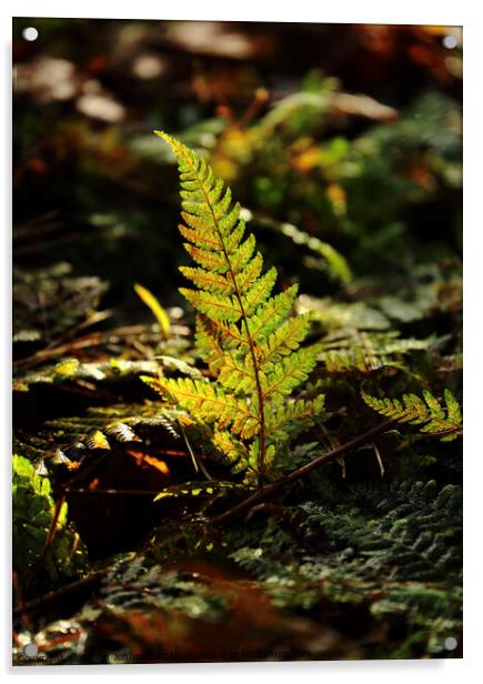 sunlit fern Acrylic by Simon Johnson