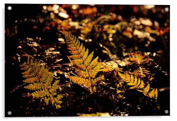 sunlit ferns Acrylic by Simon Johnson