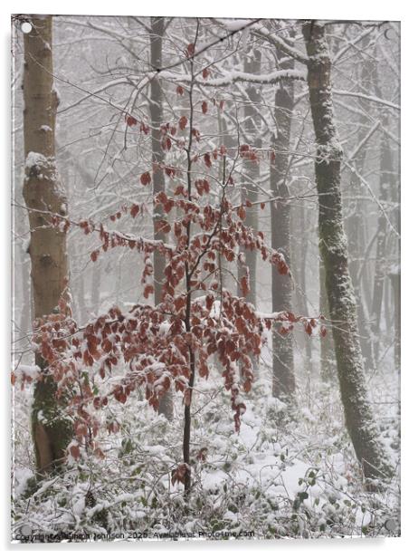 Frosted Beech tree  Acrylic by Simon Johnson