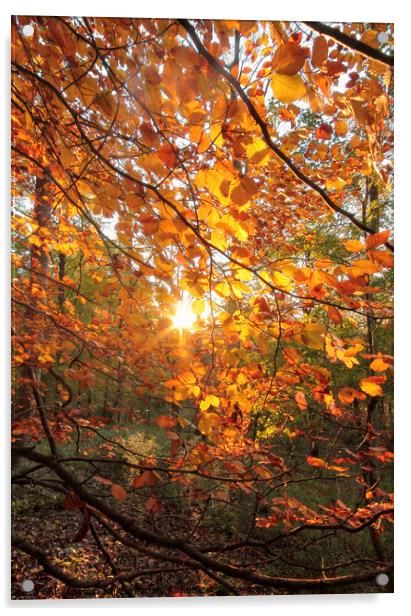 Autumn sunlght Acrylic by Simon Johnson