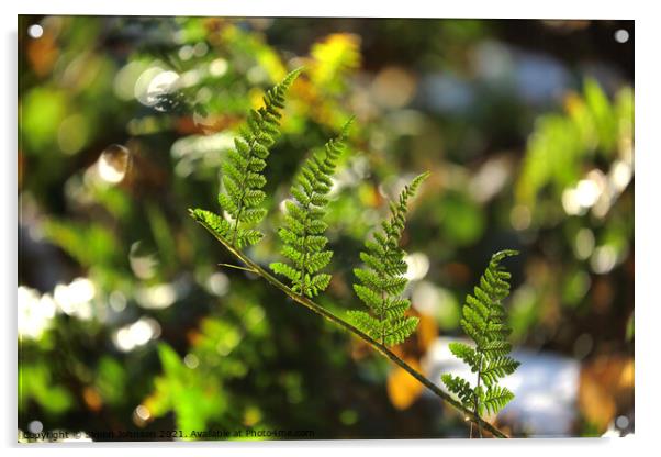 fern leaves Acrylic by Simon Johnson