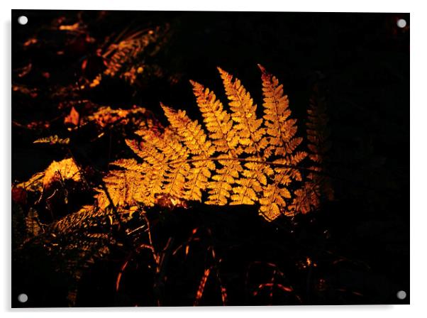 Sunlit fern Acrylic by Simon Johnson