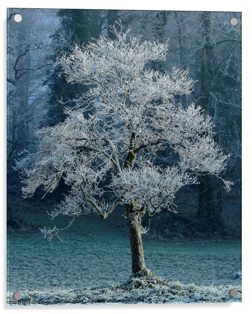 Tree with hoar frost Acrylic by Simon Johnson