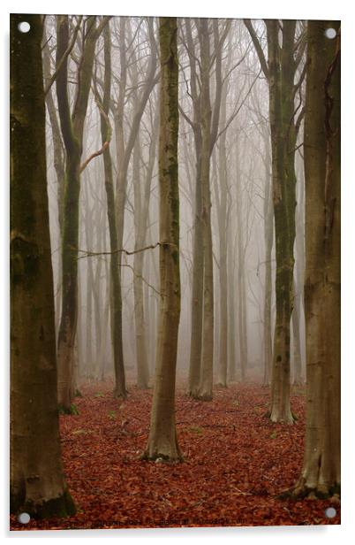 Beech  Wood symmetry Acrylic by Simon Johnson