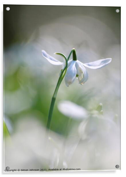 snowdrop flower close up Acrylic by Simon Johnson