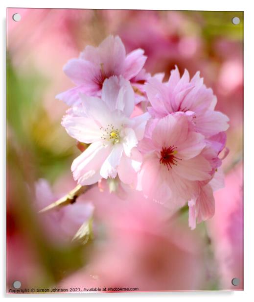 Diffused Cherry blossom Acrylic by Simon Johnson