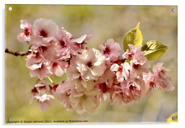 Cherry blossom Acrylic by Simon Johnson