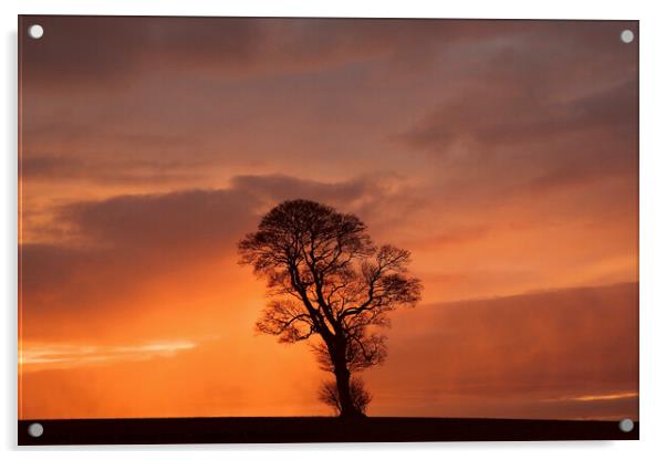 Dramatic sky and tree Acrylic by Simon Johnson