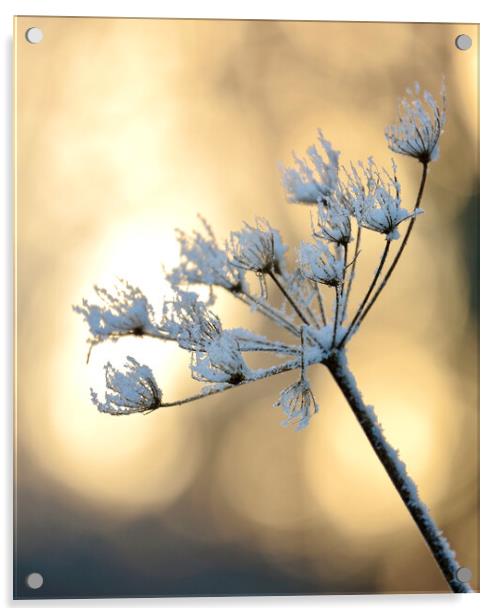 Backlit frosted grass Acrylic by Simon Johnson