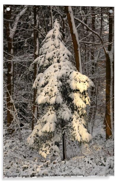 sunlit winter fir tree Acrylic by Simon Johnson